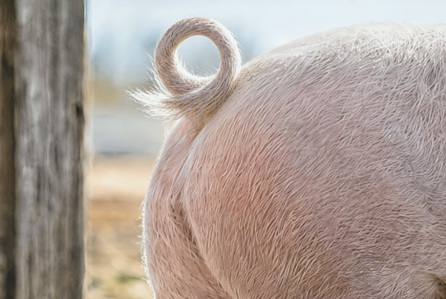 IP-SUISSE – Schwein auf dem Bauernhof
